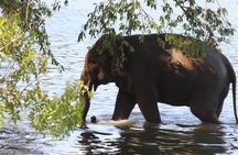 Private Half Day Safari in Udawalawe National Park