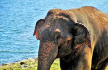 Yala National Park Private Safari
