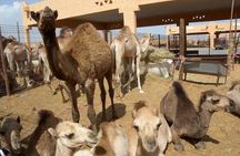 Al Ain Garden City Tour From Dubai