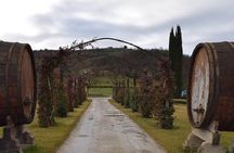 Vineyards tour with Electric Jeep with wine tasting