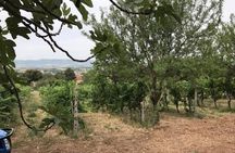 Winery tour with wine tasting from Assisi