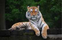 11 Days Delhi Agra Ranthambore Udaipur Jaipur Delhi Tour