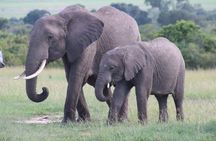 3 days masai mara safari from Nairobi