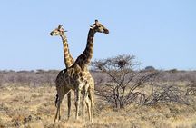 4 Day Etosha National Park and Swakopmund Camping