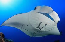 Snorkel with Manta Rays Guaranteed