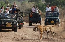 8 Day Golden Triangle Tour with Ranthambore {Taj , Tigers & More}