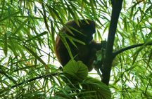 Taste of Ecuador: Fish Market, Forest trail, Local Food & Crafts