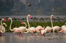 Private Tour: Full-Day Bird Safari Excursion to Bhigwan from Pune