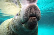 Private 'OG' Manatee Snorkel Tour with Guide for up to 10 people
