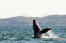 Juneau Wildlife Whale Watching
