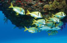 ATV Extreme and Snorkel Combo Tour from Cancun