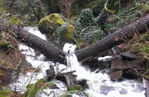 Private Guided Rainforest Hike in Victoria