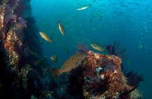 3 Tank Combo Cabo Reserve & Corridor, Certified Divers with MANTA