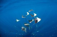 3 Tank Combo Cabo Reserve & Corridor, Certified Divers with MANTA
