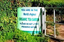 Kolukkumalai Jeep safari -tea trail and Orthodox Tea Factory visit -Private Tour