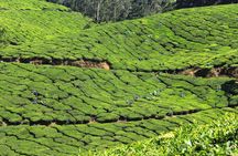 Best of Kerala 7 Days Private Tour from Cochin with Munnar ,Thekkady & Houseboat