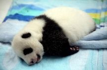 Private Chengdu Day Tour: Giant Pandas and Jinsha Site Museum