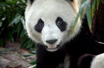 2-Day Private Chengdu Panda Tour