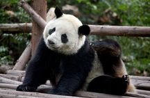 14-Day Small-Group Tour to Beijing, Xi'an, Chengdu, Yangtze, Chongqing, Shanghai