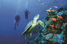 2 Tank Dive in Cozumel