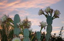 Apache Trail and Dolly Steamboat Van Tour