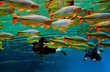 Skip the Line:Recanto Ecologico Rio da Prata Ticket including Trail & Snorkeling