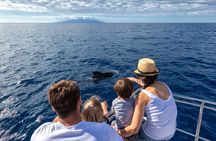 Whales & Dolphins watching in exclusive sailboat