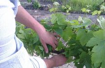 Wijntoer - Reserve tour with a winemaker! 
