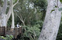 Mkuze (uMkhuze) Fig Forest Walk