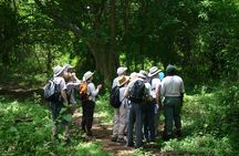 Mkuze (uMkhuze) Fig Forest Walk