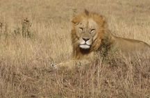 Lake Nakuru National Park - Full Day Tour