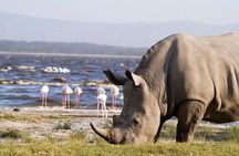 Lake Nakuru National Park - Full Day Tour