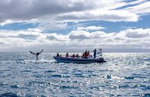 RIB Whale Watching Small-Group Boat Tour from Reykjavik