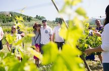 Educational Olive Oil Tasting