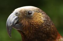 One Day Birding Adventure
