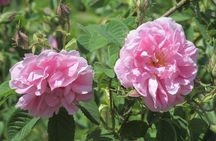 Kazanlak-Rose Valley-Valley of the Thracian Kings - private tour from Plovdiv