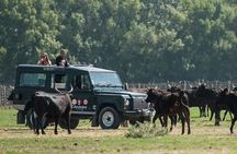 3.5 Hour Camargue 4x4 Safari from Le Grau-du Roi