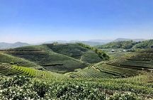 1-day Village Tea Picking, Roasting & Serving Guided Private Tour from Hangzhou 