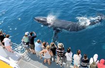 Spirit of Hervey Bay Whale Watching Cruise