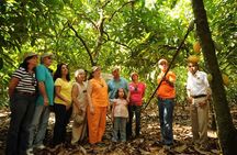 Cacao Plantation and Chocolate Factory Tour- Chocolate Lovers