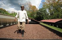 Cacao Plantation and Chocolate Factory Tour- Classic