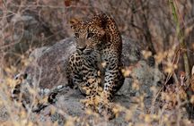 2 Nights Luxury Wild Experience in Leopard Nest with return transfers