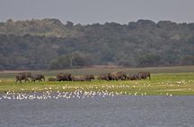 From Anuradhapura: Minneriya National Park Private Jeep Safari