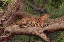 Exclusive : Full Day Leopard Safari at Yala National Park