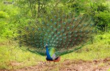 5 Days - Private Wildlife Photography Tour with Unique Accommodation options