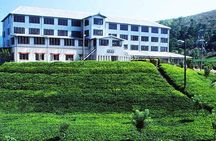 From Nuwara Eliya: Private Tea Plucking and Tea factory tour 