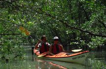Mangrove, Beaches and Islands by Kayak tour