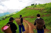 Half-Day Chiang Rai : Doi Tung Royal Projects & Ethnic Minorities