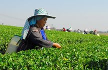 Discover Hill Tribes and Border Markets in Chiang Rai, Full Day