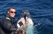 Sydney Whale-Watching Experience